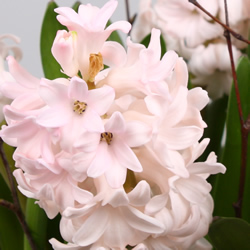 Hyacinthus China Pink