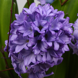 Hyacinthus Minos