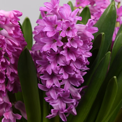 Hyacinthus Purple Voice