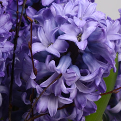 Hyacinthus Delft Blue
